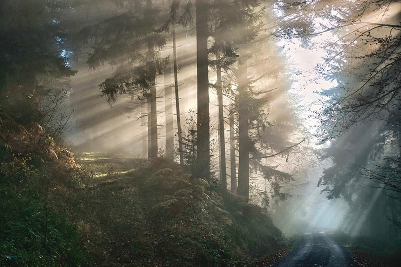 Mystical Herbs